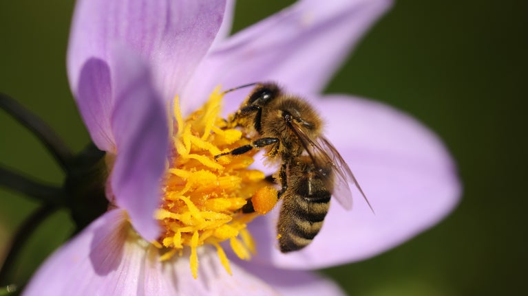 Honey bee (Apis mellifera) feeding on a purple dahlia flower